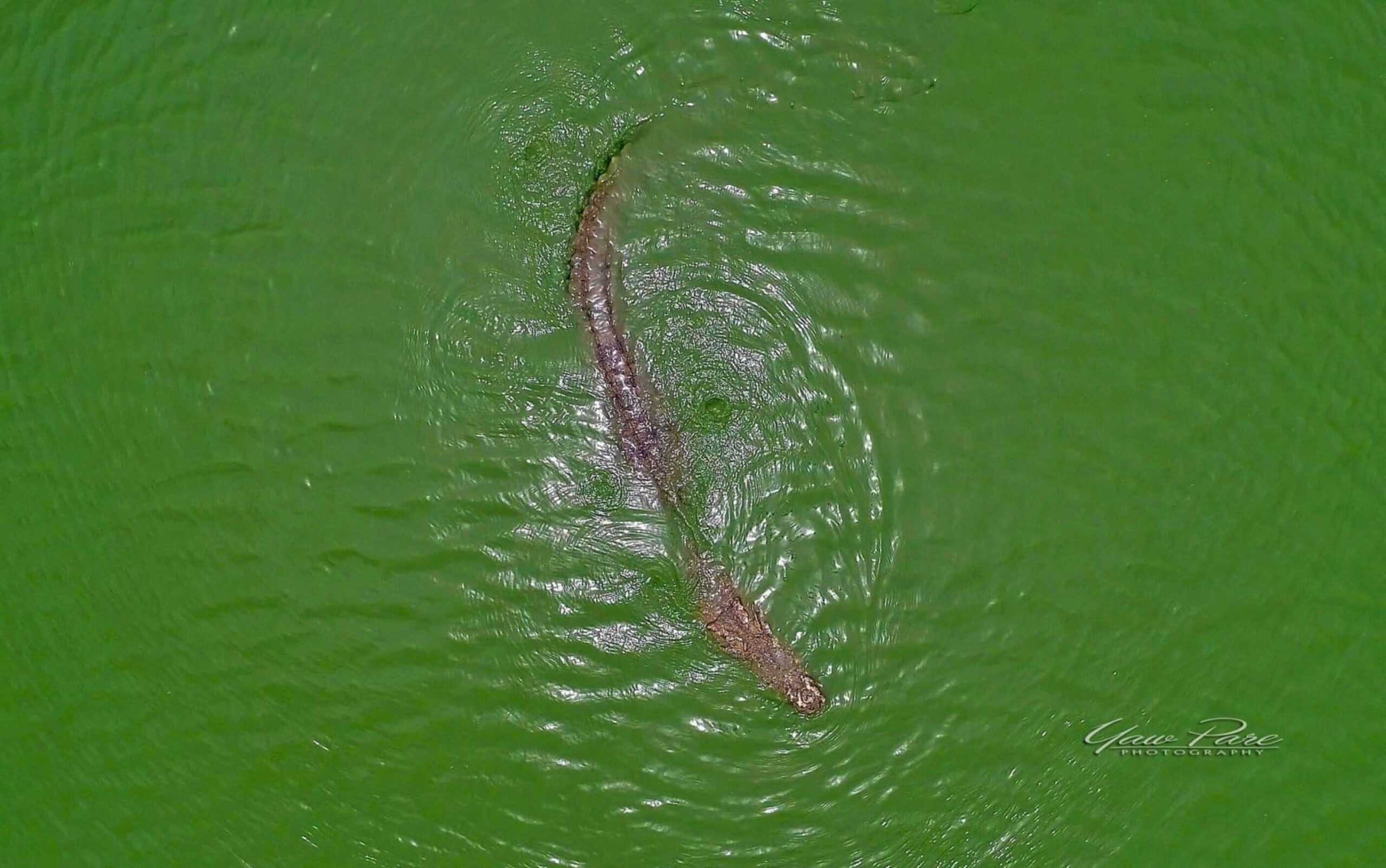 Paga Crocodile Pond Visit