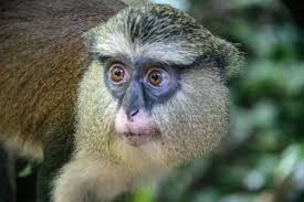Tafi Atome Monkey Sanctuary